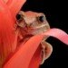 Marbled Reed Frog_3